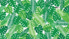 Palm Paradise Video Conferencing Backgrounds